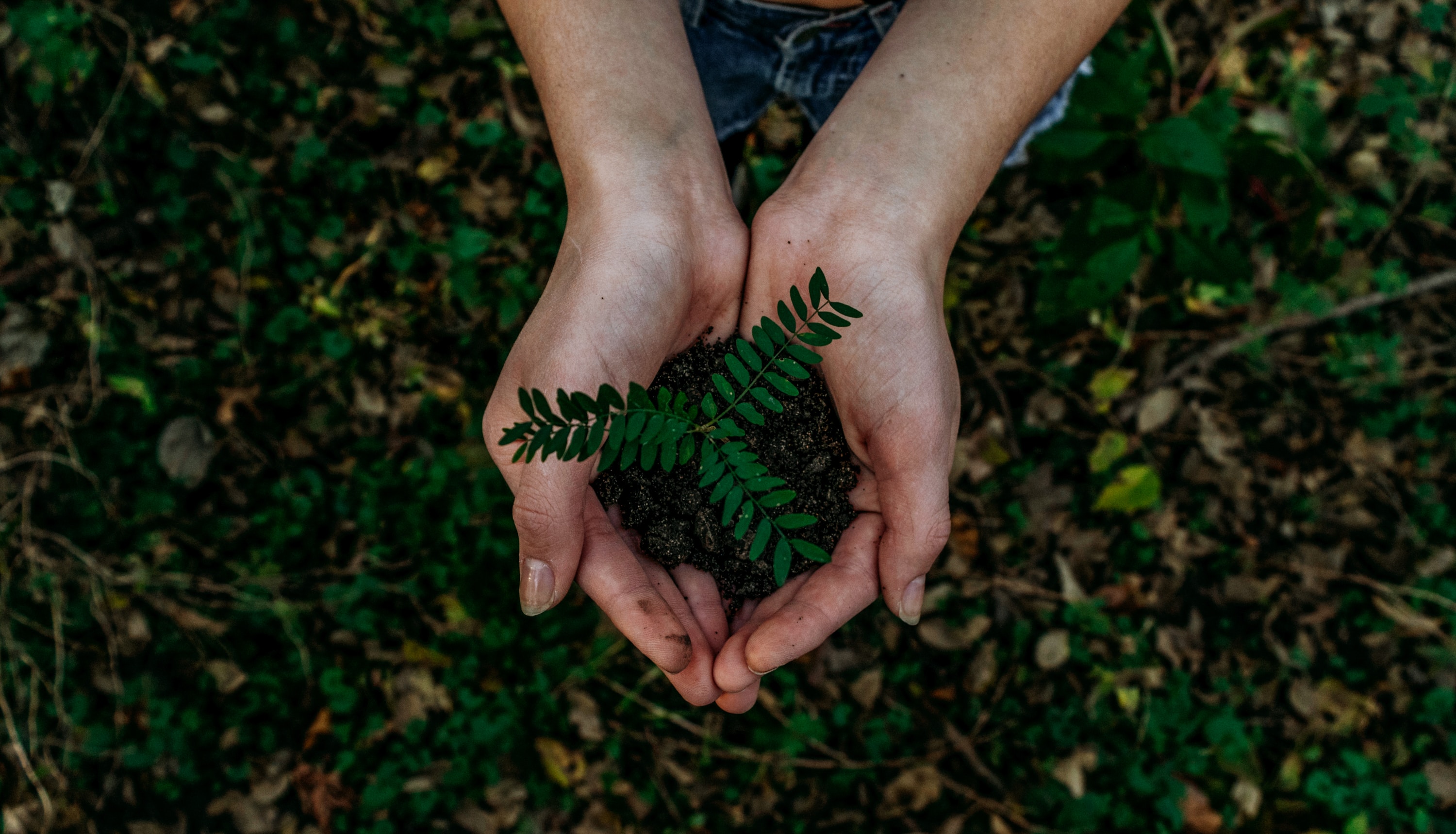 Photo by Noah Buscher on Unsplash. Description: hands holding dirt