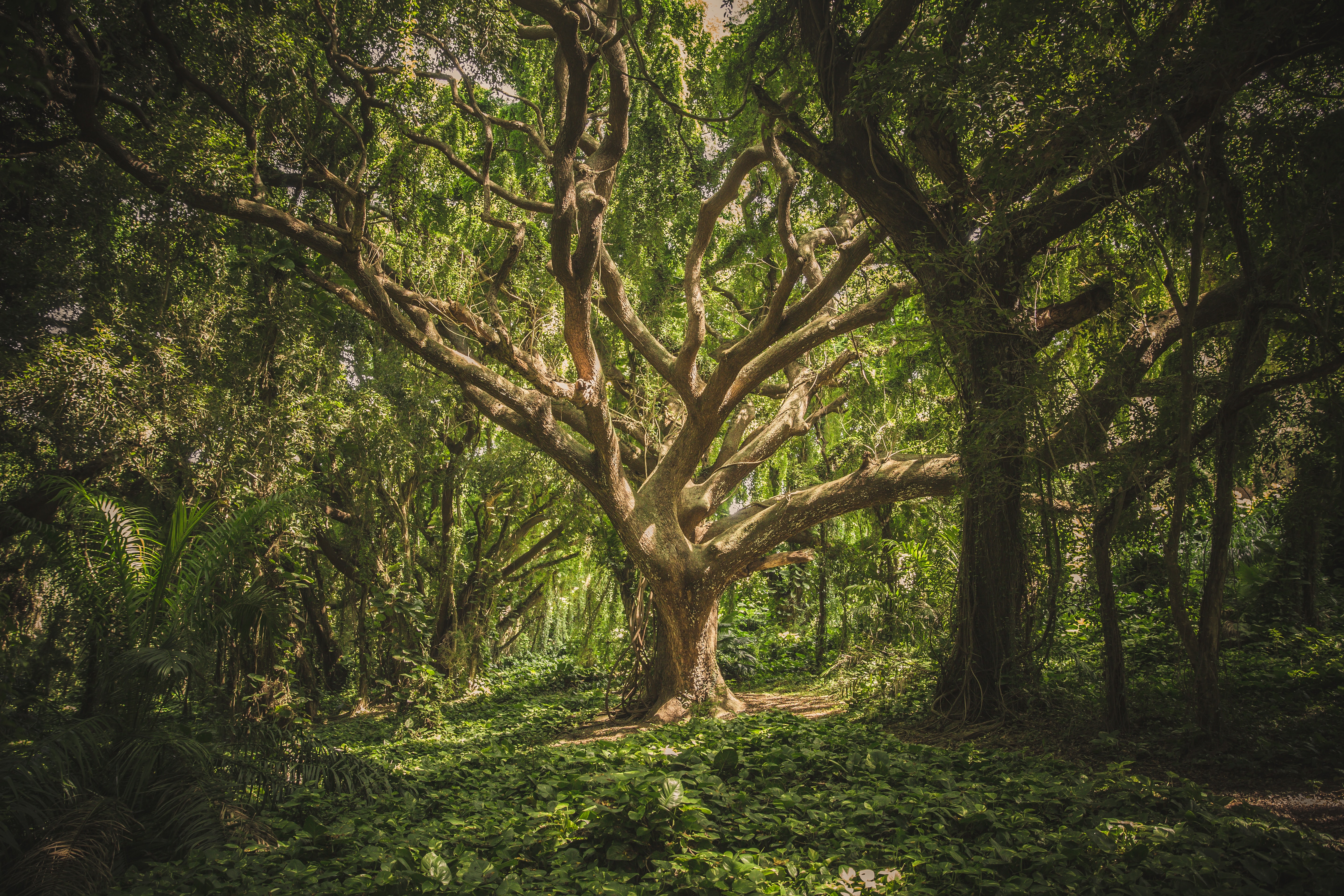 Photo by veeterzy on Unsplash. Description: Picture of trees.